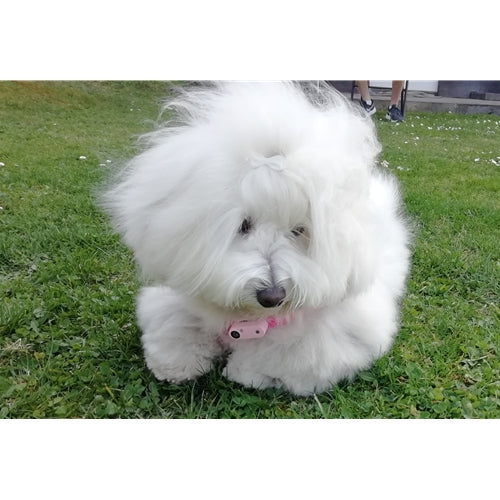 Mr.Pet spletna trgovina