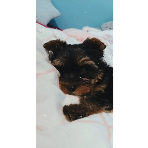 Mr.Pet spletna trgovina