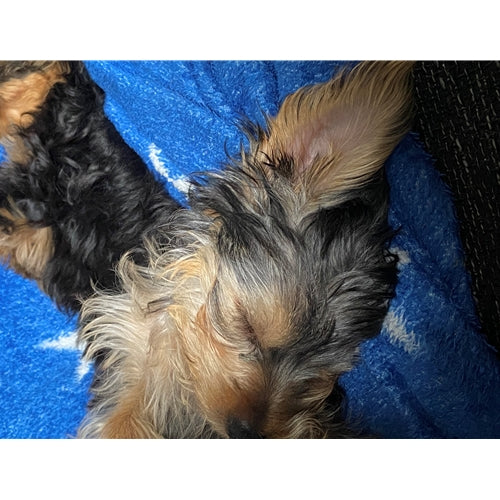 Mr.Pet spletna trgovina