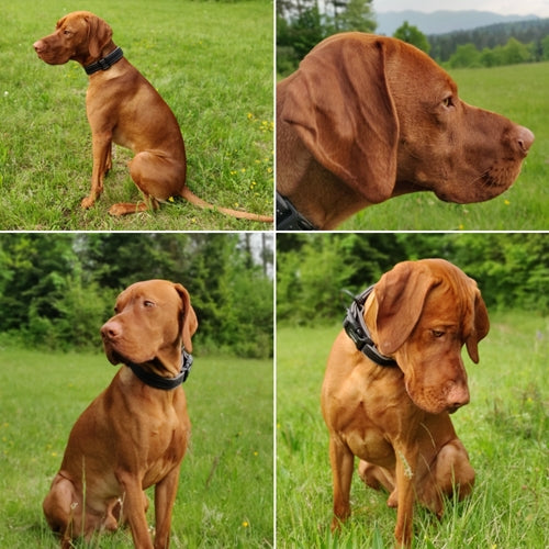 Mr.Pet spletna trgovina