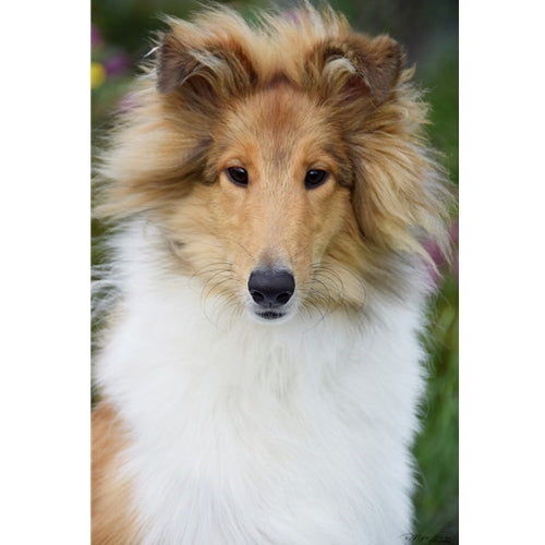 Mr.Pet spletna trgovina