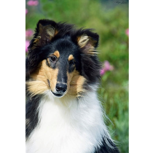 Mr.Pet spletna trgovina
