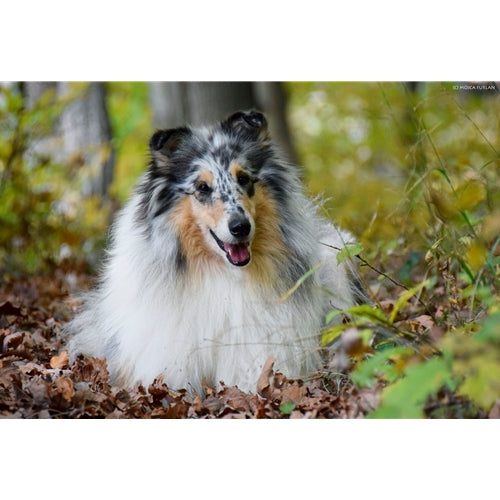 Mr.Pet spletna trgovina