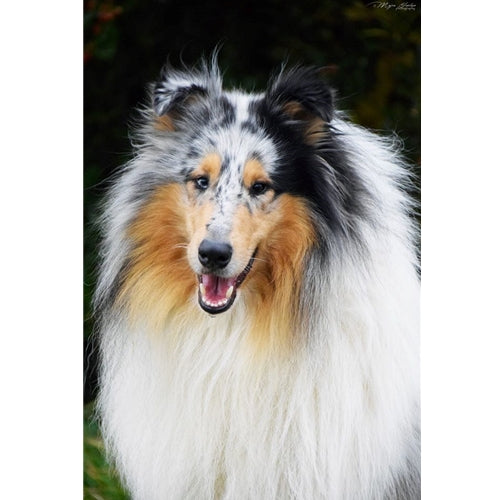 Mr.Pet spletna trgovina