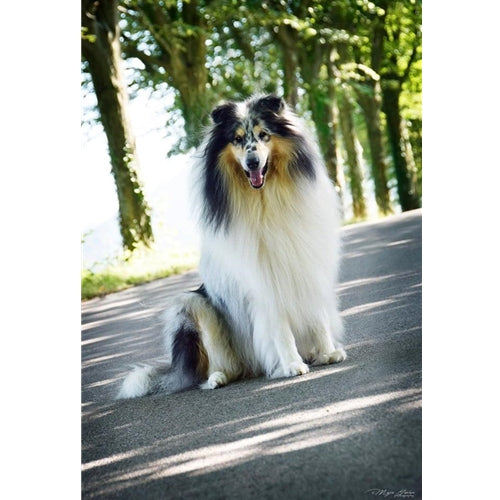 Mr.Pet spletna trgovina