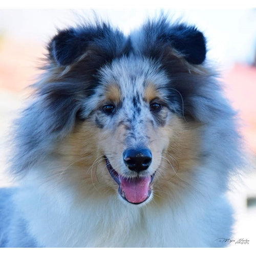 Mr.Pet spletna trgovina