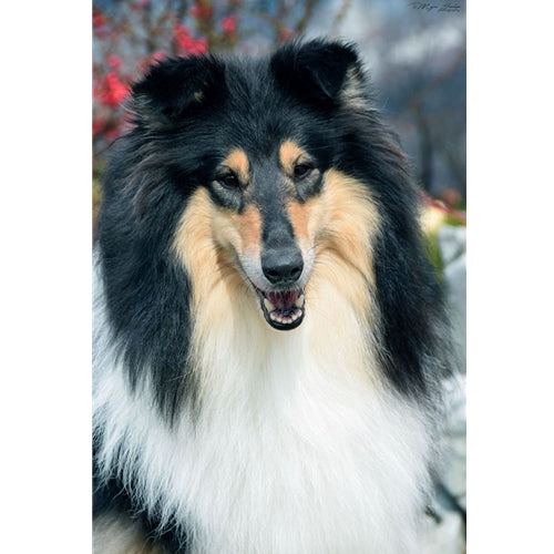 Mr.Pet spletna trgovina