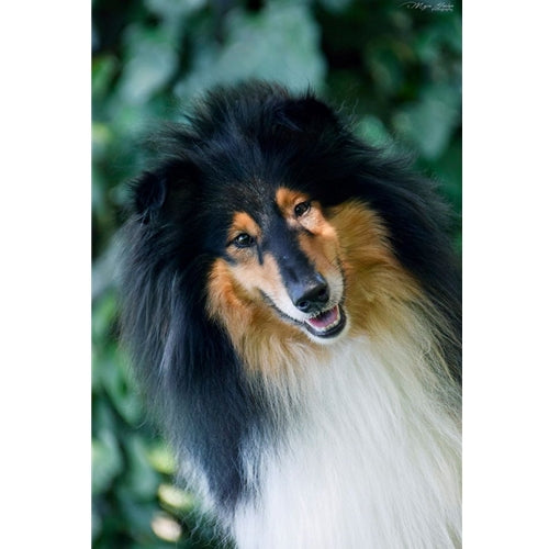 Mr.Pet spletna trgovina