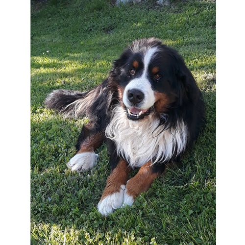 Mr.Pet spletna trgovina
