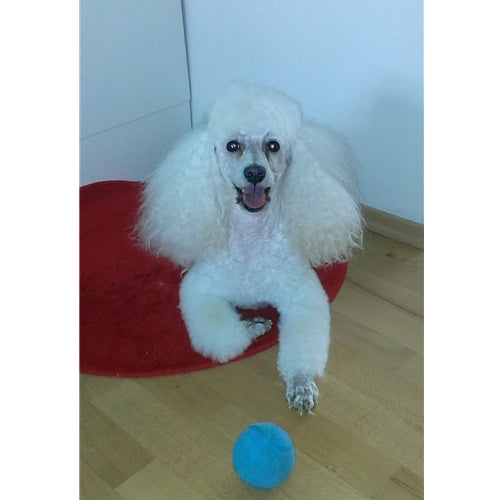 Mr.Pet spletna trgovina
