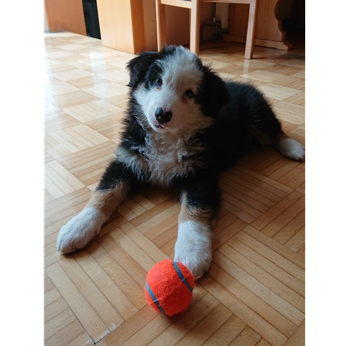 Mr.Pet spletna trgovina