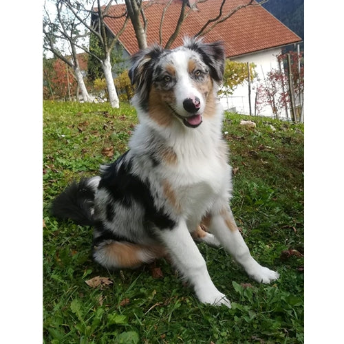 Mr.Pet spletna trgovina