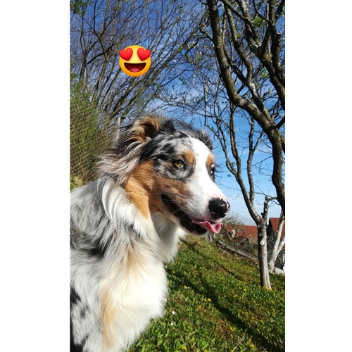 Mr.Pet spletna trgovina