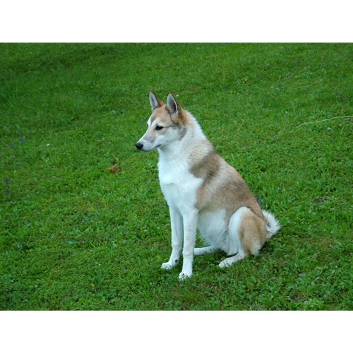 Mr.Pet spletna trgovina
