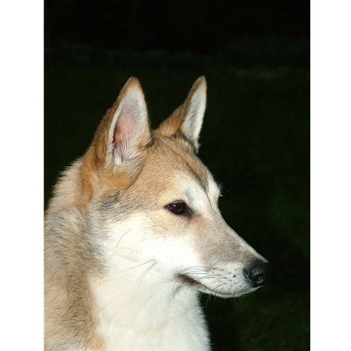 Mr.Pet spletna trgovina
