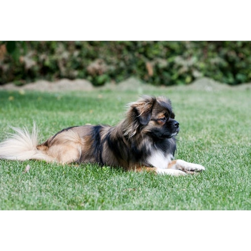 Mr.Pet spletna trgovina