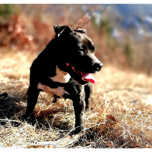 Mr.Pet spletna trgovina