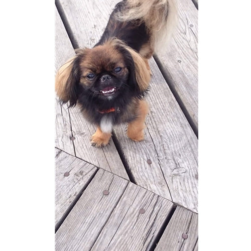 Mr.Pet spletna trgovina