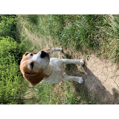 Mr.Pet spletna trgovina