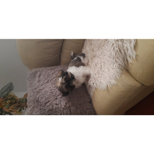 Mr.Pet spletna trgovina