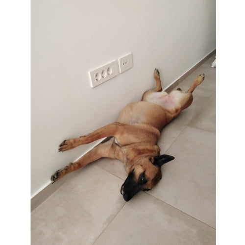 Mr.Pet spletna trgovina