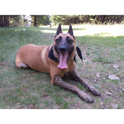 Mr.Pet spletna trgovina