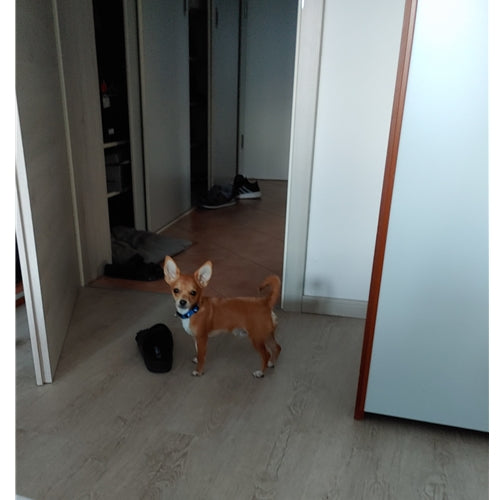 Spletna trgovina Mr.Pet