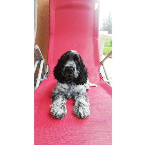 Mr.Pet spletna trgovina