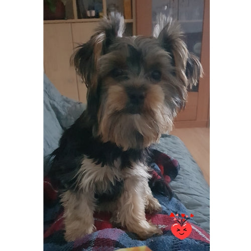 Mr.Pet spletna trgovina