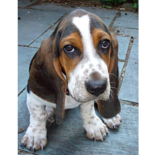 Mr.Pet spletna trgovina