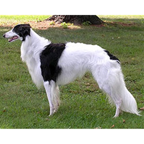 Mr.Pet spletna trgovina