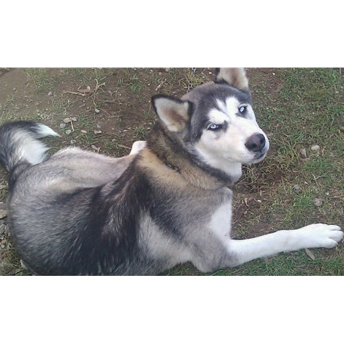 Mr.Pet spletna trgovina