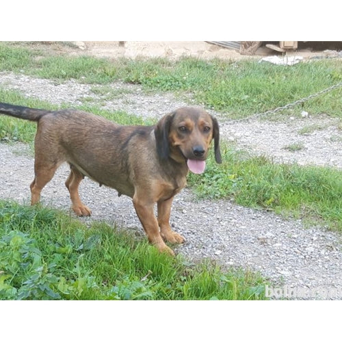 Mr.Pet spletna trgovina