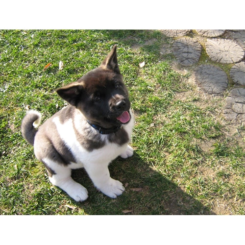 Mr.Pet spletna trgovina