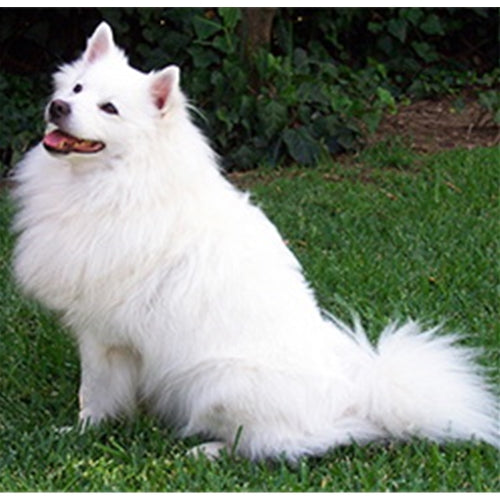 Mr.Pet spletna trgovina