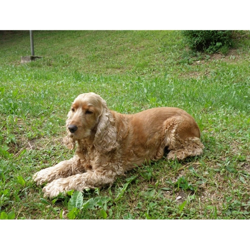 Mr.Pet spletna trgovina