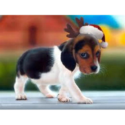 Mr.Pet spletna trgovina