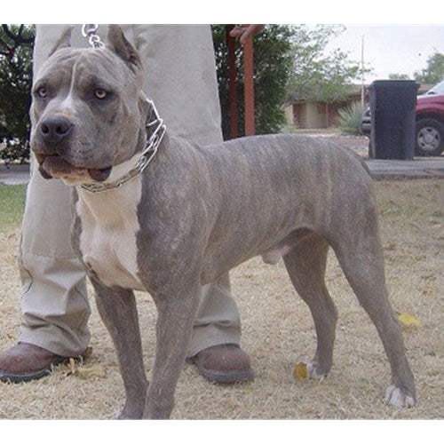Mr.Pet spletna trgovina