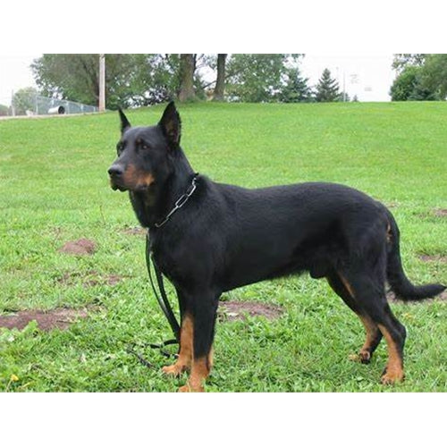 Mr.Pet spletna trgovina