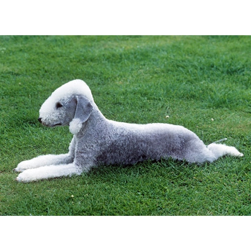 Mr.Pet spletna trgovina