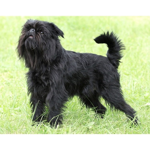 Mr.Pet spletna trgovina