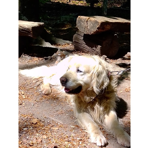 Mr.Pet spletna trgovina