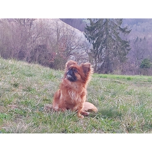 Mr.Pet spletna trgovina