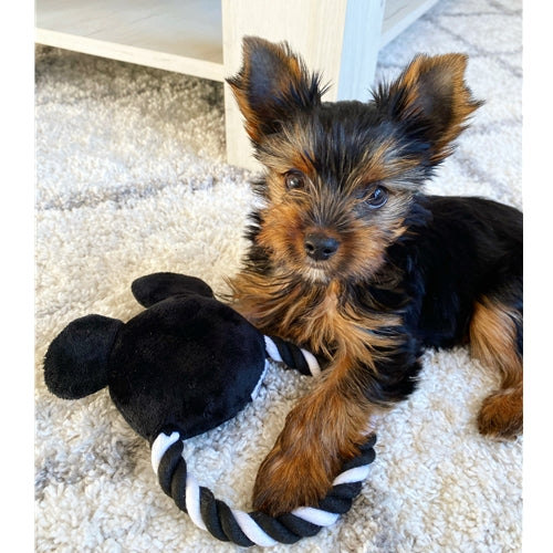 Mr.Pet spletna trgovina