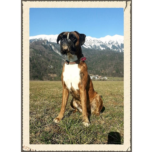 Mr.Pet spletna trgovina
