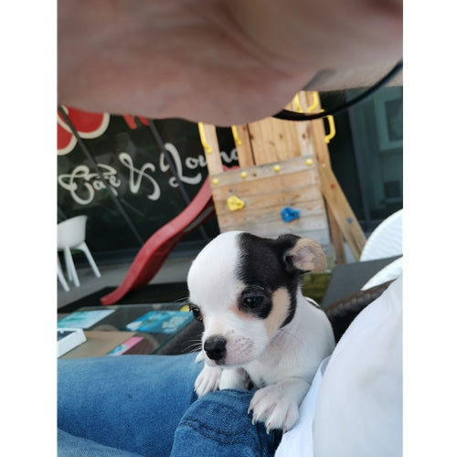 Mr.Pet spletna trgovina