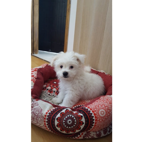 Mr.Pet spletna trgovina