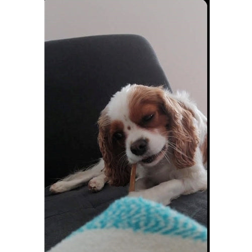 Mr.Pet spletna trgovina
