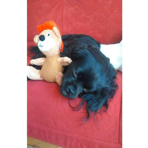 Mr.Pet spletna trgovina