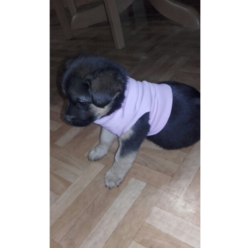 Mr.Pet spletna trgovina